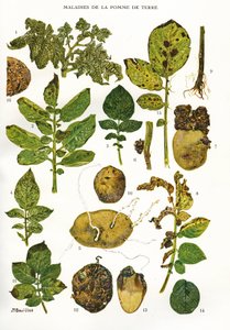 Botanical Board: Potato Diseases by Unbekannt