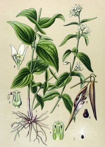Botanical Board: Tame Venom Officinal (Vincetoxicum hirundinaria)