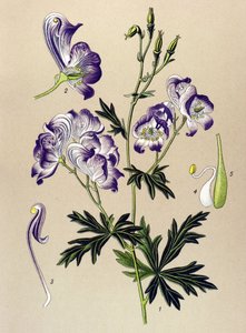 Botanical Board, Poisonous and Medicinal Plant: Aconitum variegatum