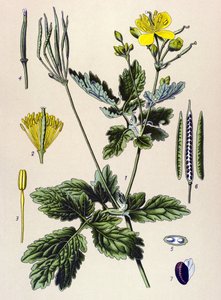 Botanical Board, Toxic and Medicinal Plant: Chelidoine or Large Chelidoine (Chelidonium majus) by Unbekannter Künstler