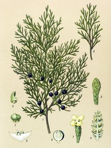 Botanical Board, Toxic and Medicinal Plant: Sabine Juniper (Juniperus sabina) by Unbekannter Künstler