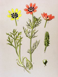 Botanical Board, Toxic and Medicinal Plant: Summer Adonis (Adonis aestivalis) by Unbekannter Künstler