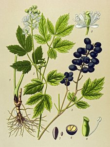 Botanical Board, Toxic and Medicinal Plant: Summer Adonis (Adonis aestivalis) by Unbekannter Künstler