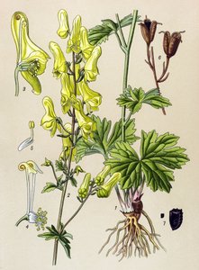 Botanical Board, Toxic and Medicinal Plant: Wolf-Killer (Aconitum lycoctonum) by Unbekannter Künstler