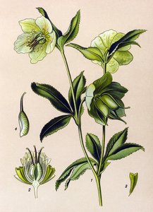 Botanical Board: Green Hellebore (Helleborus viridis)