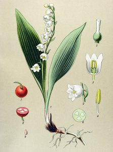 Botanical Board, Toxic and Medicinal Plant: Valleys Lily or May Lily of the Valley (Convallaria majalis)