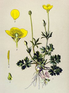 Botanical Board, Toxic Plant: Bulbous Buttercup or Golden Bud (Ranunculus bulbosus) by Unbekannter Künstler