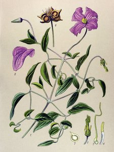 Botanical Board, Toxic Plant: Clematite Bogus or False Vine (Clematis viticella) by Unbekannter Künstler