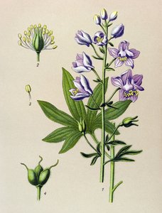 Botanical Board, Poisonous Plant: Dolphinella Staphysegar (Delphinium staphysagria)