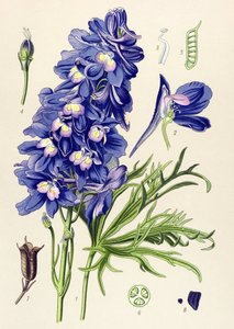 Botanical Board, Toxic Plant: Delphinium or Larkspur (Delphinium grandiflorum)