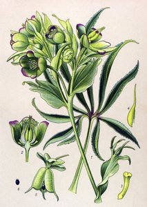 Botanical Board, Venomous Plant (Toxic): Helleborus Foetidus