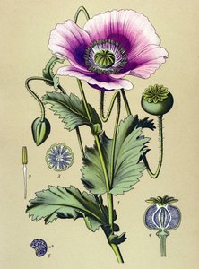 Botanical Board, Toxic and Medicinal Plant: Sleeping Poppy (Papaver somniferum)