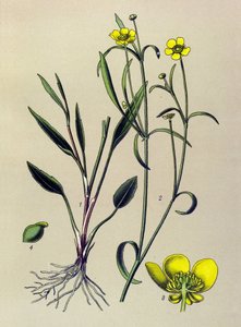 Botanical Board, Toxic and Medicinal Plant: Flame Buttercup, Small Moat or Small Flame (Ranunculus flammula)