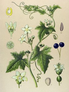 Botanical Board, Plant: Bryony (Bryonia alba)
