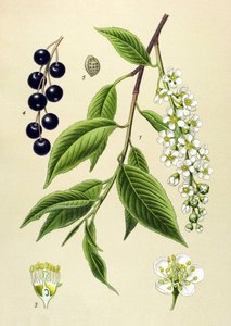 Botanical Board, Plant: Cherry Tree (Prunus padus) by Unbekannter Künstler