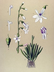 Botanical Board, Plant: Lobelia (Lobelia dortmanna) by Unbekannter Künstler