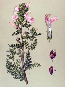 Botanical Board, Plant: Swamp Pedicular (Pedicularis palustris) by Unbekannter Künstler