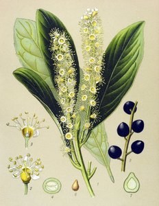 Botanical Board, Plant: Cherry Bay (Prunus Laurocerasus) by Unbekannter Künstler