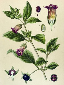 Botanical board, plant of La belladonna (Atropa belladonna)