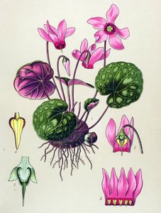 Botanical Board, Poisonous and Medicinal Plant: Cyclamen purpurascens, Cyclamen europaeum