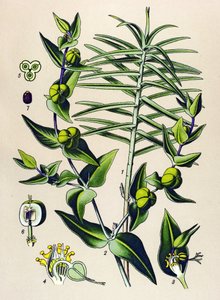 Botanical Board, Poisonous and Medicinal Plant: Euphorbia Epurge (Euphorbia lathyris)