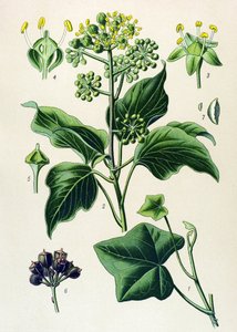 Botanical Board, Poisonous and Medicinal Plant: Climbing Ivy or Common Ivy (Hedera helix)