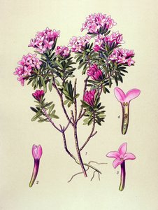 Botanical Board, Poisonous Plant: Camelee or Camelee of the Alps (Daphne Cneorum)