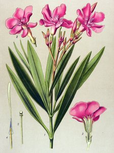Botanical Board, Toxic and Medicinal Plant: Pink Bay Leaf (Nerium oleander)