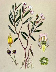 Botanical Board, Toxic Plant: Andromede with Polium Leaves (Andromeda polifolia)