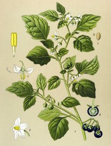 Botanical Board, Toxic Plant: Black Nightshade (Solanum nigrum)