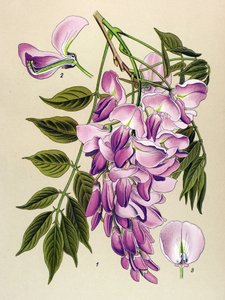Botanical Board, Toxic Plant: Chinese Wisteria (Wistaria chinensis) by Unbekannter Künstler