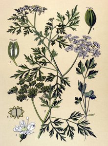 Botanical Board, Toxic Plant: Dog Parsley or Fake Parsley (Aethusa cynapium) by Unbekannter Künstler