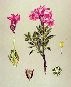 Botanical Board, Toxic Plant: Rhododendron Cilie (Rhododendron hirsutum)