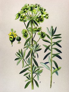 Botanical Board, Toxic Plant: Round Eule or Euphorbia Peplus (Euphorbia Peplus)