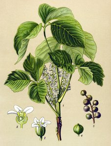 Botanical Board, Poisonous Plant: Climbing Sumac (Rhus toxicodendron)