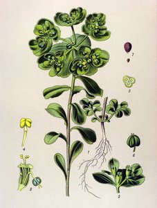 Botanical Board, Toxic Plant: Euphorbia Awakening Morning or Small Light (Euphorbia helioscopia) by Unbekannter Künstler