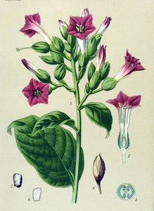 Botanical Board, Toxic Plant: Ornamental Tobacco (Nicotiana tabacum) by Unbekannter Künstler