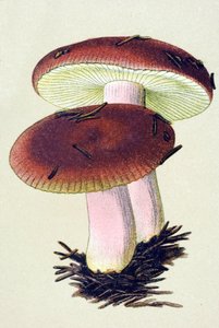 Botanical Board with Toxic Fungus: The Emetic Russule (Russula emetica) by Unbekannter Künstler