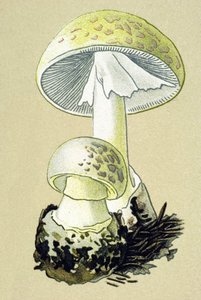 Botanical Board with Toxic Fungus: Phalloid Amanite (Amanita phalloides) by Unbekannter Künstler