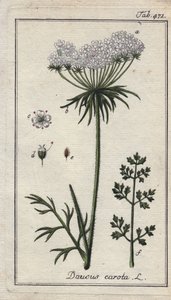 Carrot Flowers and Leaves, Daucus carota by Unbekannter Künstler