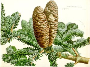 Botanical illustration / Abies Numidica / Algerian Fir / Numidie Fir