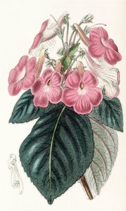 Botanical illustration / Achimenes Grandiflora / Achimene has large flowers