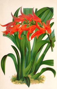 Botanical illustration / Ada Aurantiaca