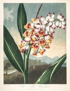 Botanical Illustration: Alpinia zerumbet, or Flower of My Soul, Tears of the Virgin, Ginger Shell or Flower of Paradise