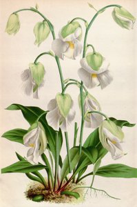Utricularia alpina