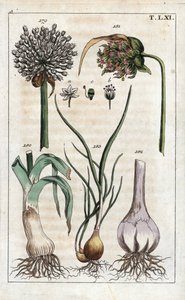 Leek, Garlic, Shallot - Leek, Allium pollum, Garlic Flower, Allium sativum, Garlic Bulb, and Shallot, Allium cepa var. aggregatum, ascalonicum by Unbekannter Künstler