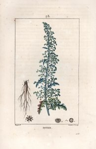 Botris (Chenopodium botrys) - Engraving by Lambert fils, after a drawing by Pierre Jean Francois Turpin (1775-1840), from La flore medicale, by Chaumeton, Poiret et Chamberet, Paris 1830 - Jerusalem oak goosefoot, Dysphania botrys