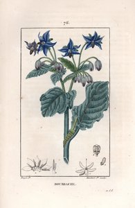 Bourrache officinale - Engraving by Lambert fils, after a drawing by Pierre Jean Francois Turpin (1775-1840), from La flore medicale, de Chaumeton, Poiret et Chamberet, Paris 1830 - Borage or starflower, Borago officinalis