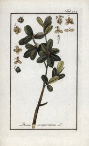 Boxwood or Still Green Boxwood (Buxus sempervirens). Lithograph from 