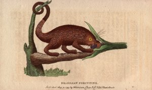 Brazilian Epic Pork, Coendou prehensilis (The Naturalist Pocket Magazine) by Unbekannter Künstler